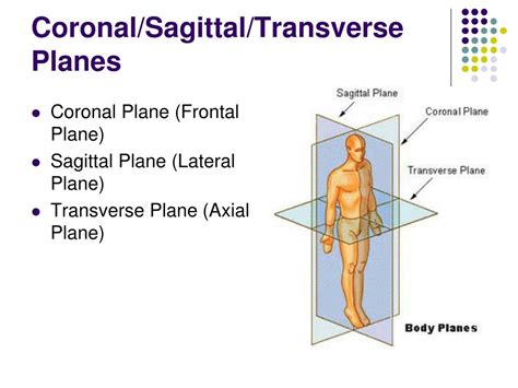 Coronal Plane Definition Anatomy