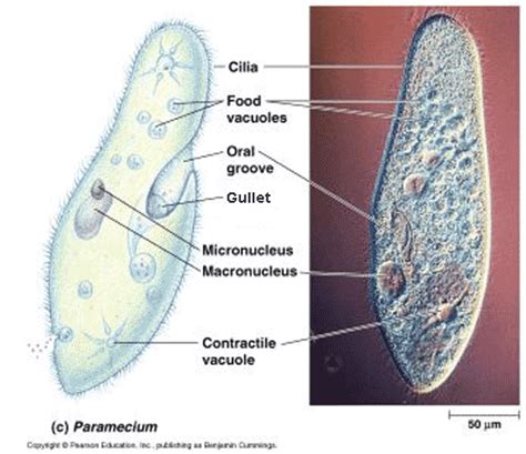Paramecium Labelled Diagram