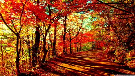 Download Autumn Forest 4k Hd Desktop Wallpaper For Dual Monitor By