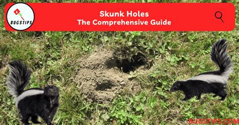 Skunk Holes The Comprehensive Guide Bugstips