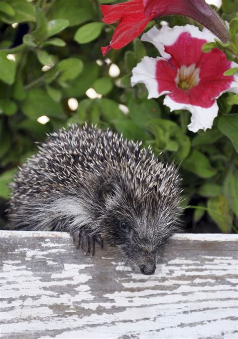 Hedgehogs In Gardens Tips On Attracting Hedgehogs To The Garden With