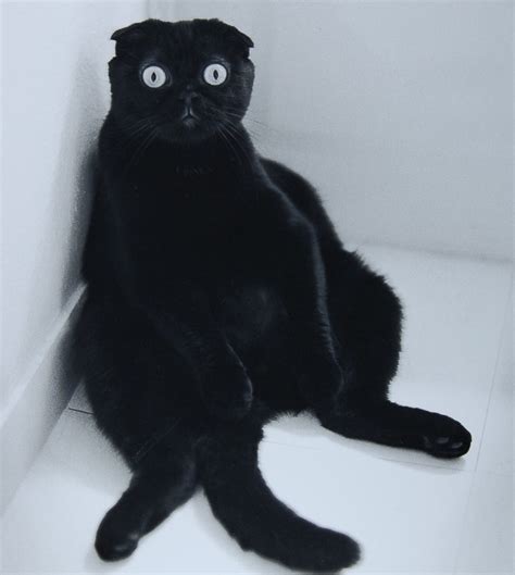 Quotes About Black Cats Quotesgram
