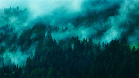 Wallpaper Trees Fog Tops Forest Hd Picture Image