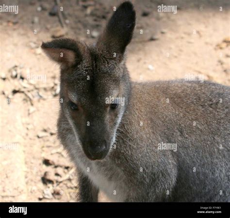 Close Up Of A East Australian Tasmanian Red Necked Wallaby Or Bennett
