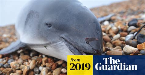 Harbour Porpoises Needlessly Dying In Uk Waters Says Wwf Porpoises