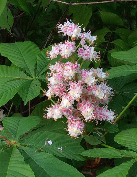 Now Blooming In Late May Outside My Window