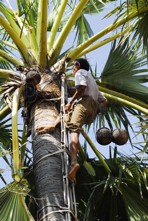 Photo Of Man Climbing Palm Tree By Photo Stock Source People Taung
