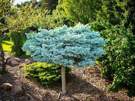 Globe Blue Spruce Tree Form Blue Spruce Tree Blue Spruce