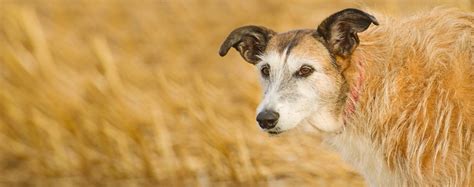 Lurcher Dog Breed Facts And Information Wag Dog Walking