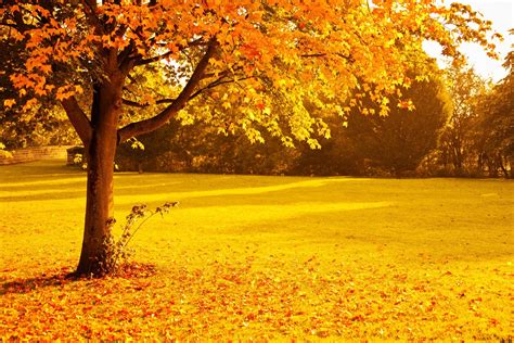 Fall Foliage Gold Leaves Nature Orange Park Red Seasons