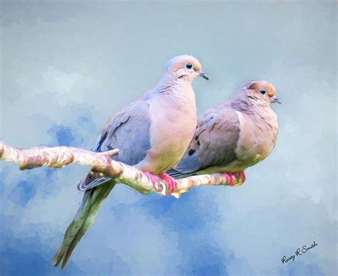 A Pair Of Mourning Doves Perching On A Branch Digital Art By Rusty R