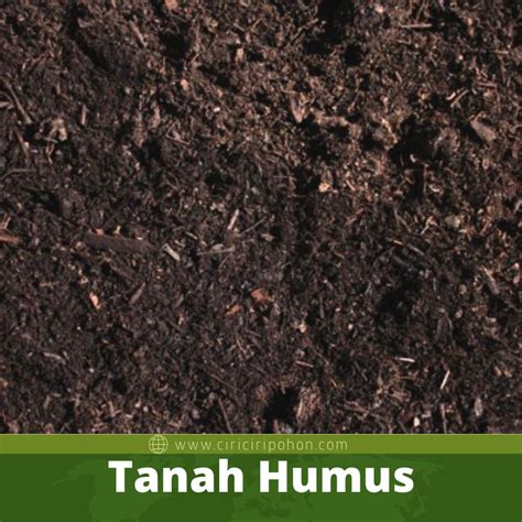 Untuk membuat taman yang indah, tanah … mengenal 9 jenis tanah untuk. Jenis Tanah yang Baik untuk Pohon Bidara - Ciriciripohon.com