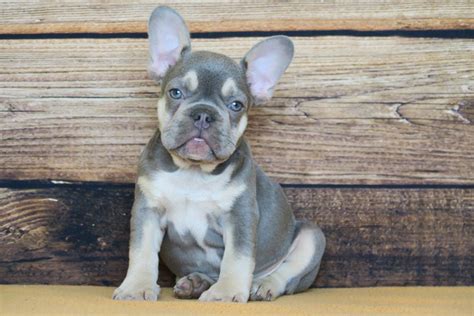 Lilac French Bulldogs Everything You Need To Know Puptraveller