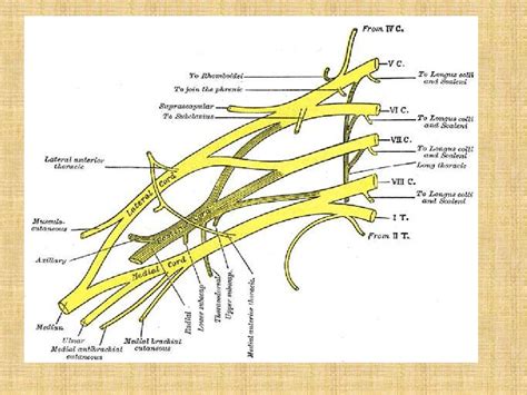 Brachial Plexus Anatomy Simplified Brachial Plexus Ma