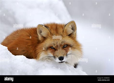 Ruhender Rotfuchs Red Fox Vulpes Vulpes Im Winter Stock Photo Alamy