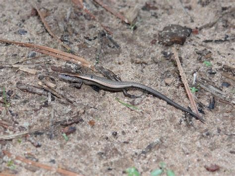 Little Brown Skink Brad Gloriosos Personal Website Amphibians And