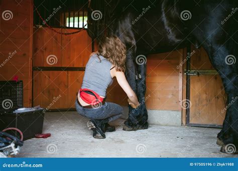 Woman Horseman Cleans From Dirt With Brush Friesian Horse In Stables On
