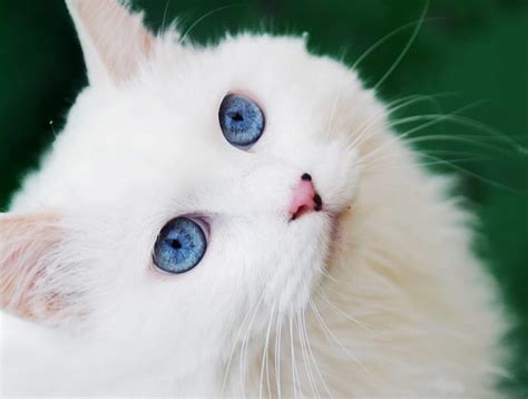 This Cat Has The Most Stunningly Beautiful Blue Eyes You