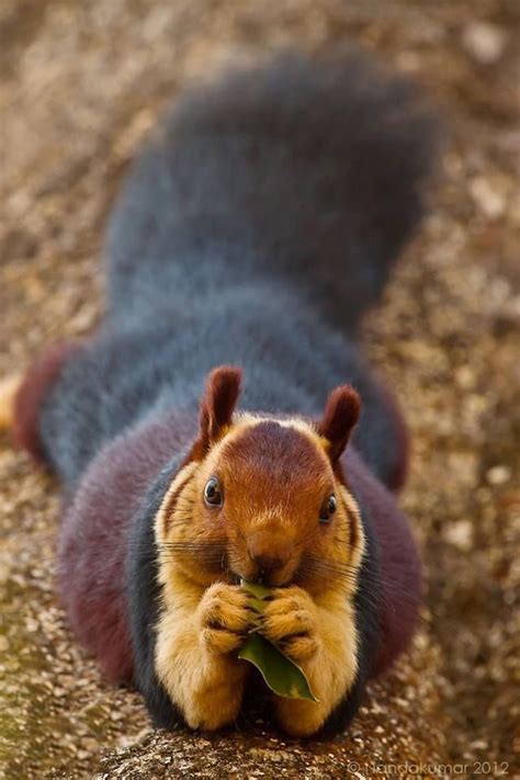 The Malabar Giant Squirrel India Can Grow To Be Three Feet Long Tail