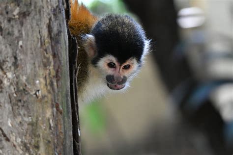 Squirrel Monkey Alturas Wildlife Sanctuary