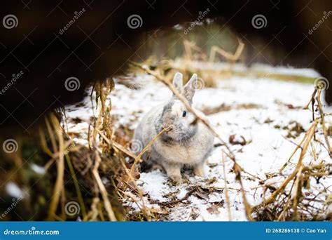 Eastern Cottontails Rabbit Sitting On Snow In Winter Resting By It S