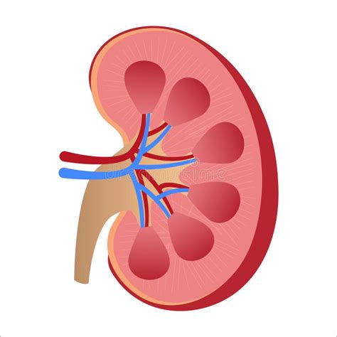 Human Kidney Medical Diagram With A Cross Section Of The Inner Organ