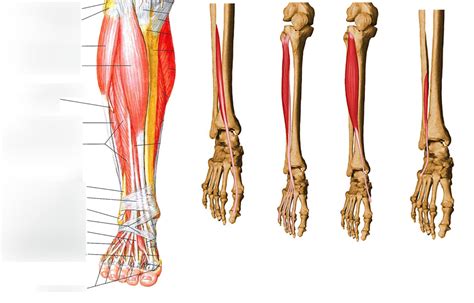 Anterior Calf Muscles Diagram Quizlet