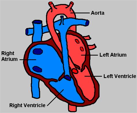 Heart Diagram To Label Clipart Best