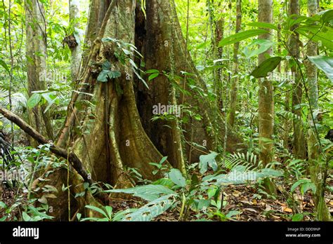 Rainforest Trunk Amazon Bark Big Buttress Ecuador Forest Giant Green