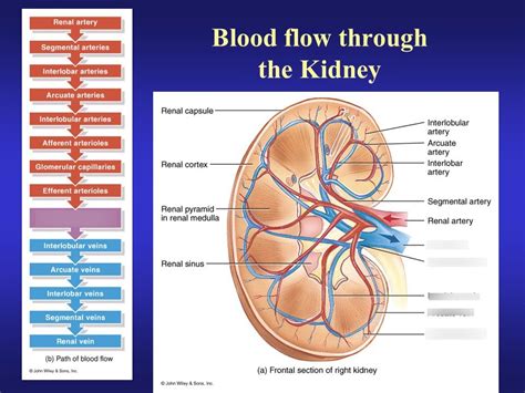 Steps Of Blood Flow Through The Kidney Part 2 Diagram Quizlet