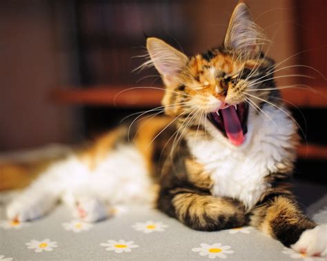 Pictures Lolcat Funny Cat Desktop Wallpaper Picture 1280 X