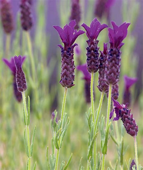 How To Prune Lavender Expert Tips For The Best Results Homes And Gardens