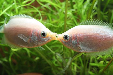 Aquarium Fish Species By Common Name