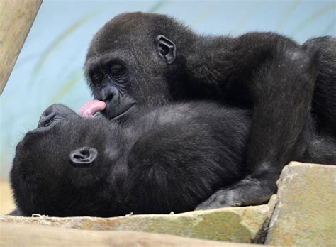 Gay Gorillas Caught Having Sex In Dutch Zoo News Logo Tv