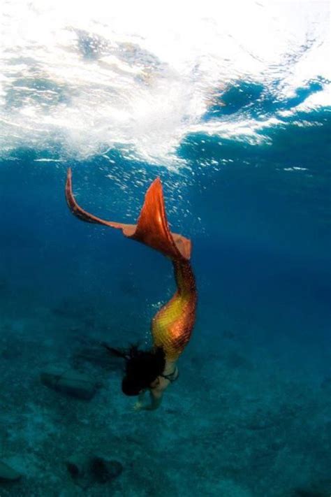 Imagen De Mermaid Sea Siren Siren Mermaid Mermaid Cove Mermaid Fairy