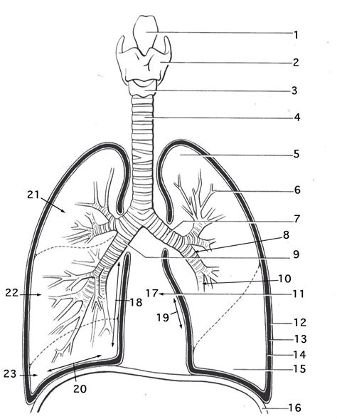 Free Printable Lung Template