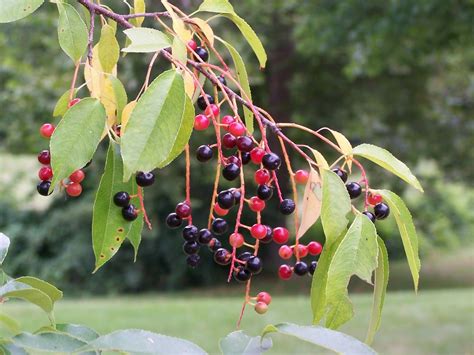 Black cherry is a large, native tree found in the midwest and throughout the eastern united states. The Nature Dude: black cherry blues