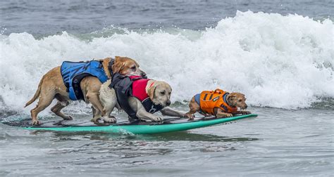 Official Results From The 2022 World Dog Surfing Championships World