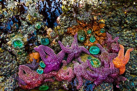 Tide Pooling in Cannon Beach! Tide pools very low tide In Cannon Beach Oregon | Cannon beach 