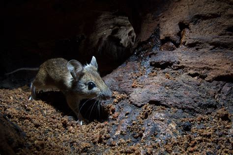 Genetic Evidence Points To Nocturnal Early Mammals Stanford News