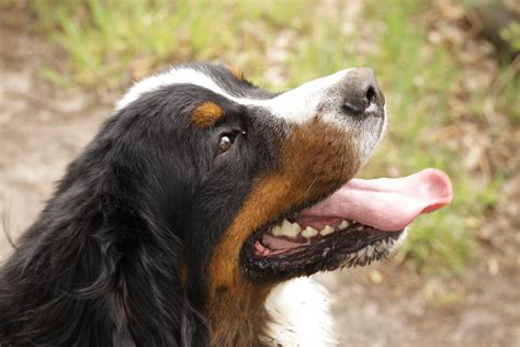 Portrait Of A Happy Bernese Mountain Dog Wallpapers And Images