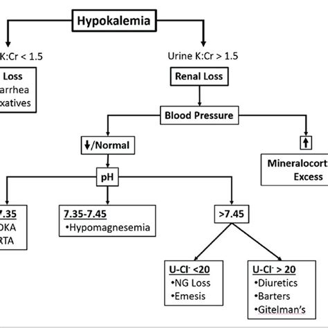 Pathophysiology Of Hypokalemia