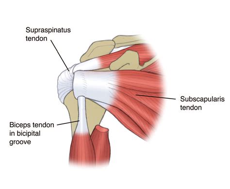 Shoulder Anatomy Supraspinatus Tendon Anatomy Of The RTC Tendons