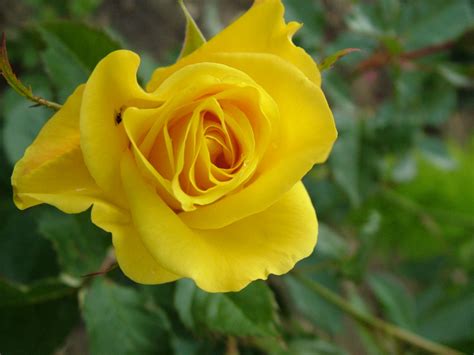 Yellow Rose Backgrounds Yellow Rose Wallpapers Wallpaper Cave