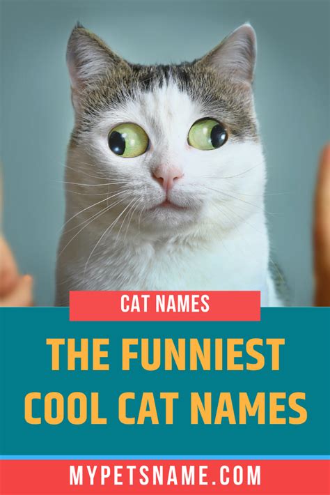 Funny Cool Cat Names Funny Cat Names Funny Female Cat Names Cute