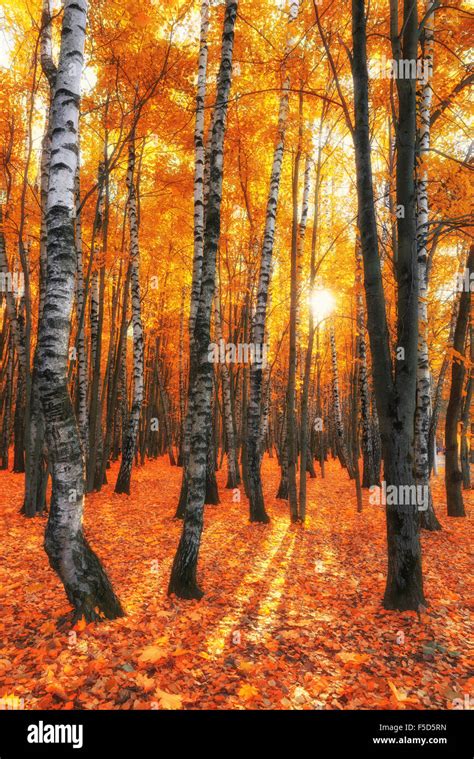 Autumn Birch Forest With Soft Golden Light Siberia Russia Stock Photo