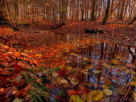 Autumn Forest Hdr Free Photo Download Freeimages