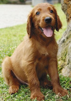 Golden irish dogs (also referred to as irish golden or irish duke is an outgoing irish setter. Irish Doodle ( Irish Setter Poodle Mix) Facts, Temperament ...