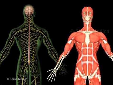 Ppt Sistema Musculoesqueletico Huesos Sistema Esqueletico Huesos Hot