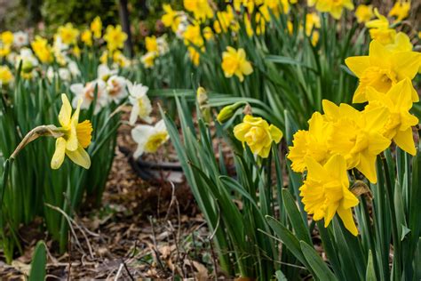 Field Of Yellow Daffodils · Free Stock Photo